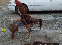 1 خروس لاری و 2 مرغ لاری نژاد افغان در شیپور-عکس کوچک