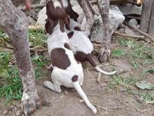 سگ هایه شکاریه توله پویینتر در شیپور