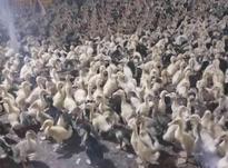 جوجه اردک ورامینی 15روزه در شیپور-عکس کوچک