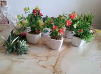 گلدان های کوچک در شیپور-عکس کوچک