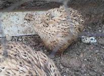 بلدرچین تخم گذار 5عدد در شیپور-عکس کوچک