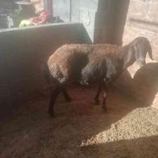 گوسفند افشاری در شیپور