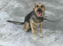 سگ نگهبان دورگه در شیپور-عکس کوچک