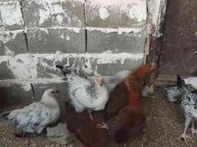 مرغ‌‌ کوردی ‌ 6‌ ماه در شیپور