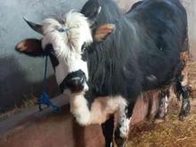 خریدار گاو نر و ماده مناطق تالش در شیپور