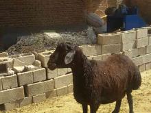 گوسفند های نر در شیپور