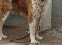 فروش سگ آلابای تیپ میچ محکم در شیپور-عکس کوچک
