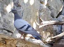 کبوتر کوهپایه ای در شیپور-عکس کوچک