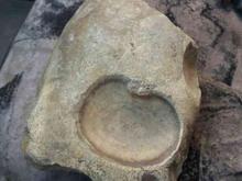 سنگ فسیلی مناسب برا دکور و کلکسیون در شیپور