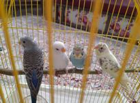 چهار عدد مرغ عشق ناز با قفس قیمت عالی در شیپور-عکس کوچک