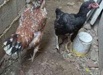 دو عدد مرغ لاری اصل در شیپور-عکس کوچک