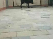 سگ نژاد دار در شیپور-عکس کوچک