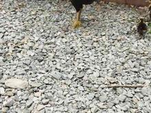 مرغ لاری اخمو جوجه دهی ناب در شیپور