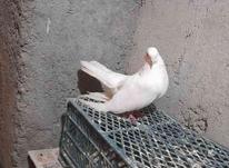 ی جفت کبوتر سفید نر وماده مهر در شیپور-عکس کوچک