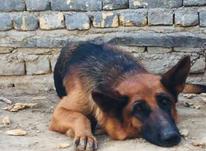 دوعد سگ ژرمن وشولاین در شیپور-عکس کوچک