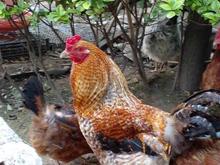 فروش مرغ و خروس محلی تخم گذار در شیپور