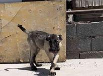 تو سگ سرابی اصیل وخالص در شیپور-عکس کوچک