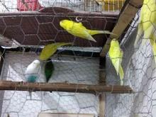 مرغ عشق سالم وسرحال در شیپور