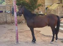 اسب کرد نرون شیک خوبی در شیپور-عکس کوچک