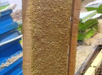عسل طبیعی سبلان اردبیل در شیپور-عکس کوچک