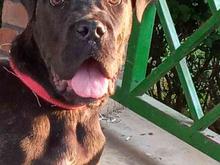 سگ کین کورسو اصیل در شیپور