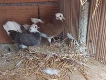 فروش 9 کبوتر جوجه و بالغ در شیپور