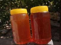 عسل 100 درصد طبیعی در شیپور-عکس کوچک