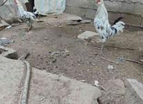 مرغ و خروس گلین کرچ شو در شیپور-عکس کوچک