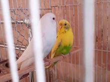 مرغ عشق مولد اماده در شیپور