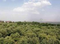 فروش زمین کشاورزی 1000 متر در دماوند در شیپور-عکس کوچک