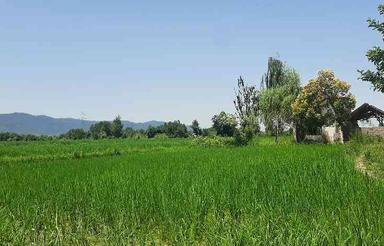 فروش باغ ویلا وشالیزار 55 هزار متری ماسال