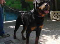 فورش سگ روتوایلر امریکایی در شیپور-عکس کوچک