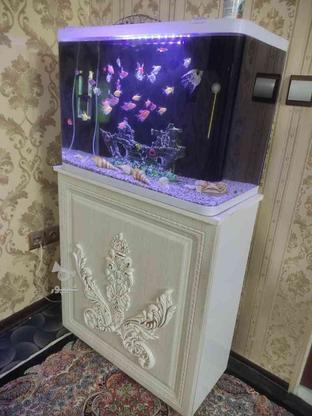 اکواریوم 80 سانتی شیشه خم در گروه خرید و فروش ورزش فرهنگ فراغت در خراسان رضوی در شیپور-عکس1