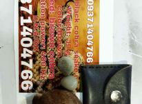 مهره مار اصلی بافاکتور تضمینی 11تیکه در شیپور-عکس کوچک