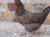 مرغ گلینی تخم گذار در شیپور-عکس کوچک