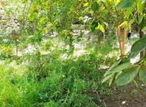 230 متر باغچه در شیپور-عکس کوچک