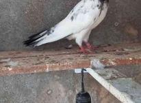 کبوتر برشی در شیپور-عکس کوچک