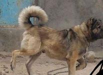 سگ سرابی اصیل نر در شیپور-عکس کوچک