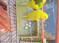 مرغ عشق روی تخم در شیپور-عکس کوچک