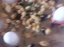 جوجه اردک و جوجه محلی 14 روزه و یکروزه در شیپور-عکس کوچک
