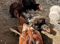 جوجه لاری خروس و مرغ همه تاج مهر از مولدین خوب در شیپور-عکس کوچک