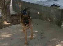 یک جفت سگ ژرمن در شیپور-عکس کوچک