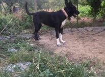سگ نهگبان عالی نژاد دار در شیپور-عکس کوچک