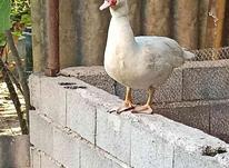 اردک خارجی مولد در شیپور-عکس کوچک