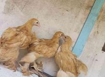 مرغ سه ماهه برهما در شیپور-عکس کوچک