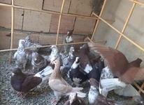 کبوتر سالم در شیپور-عکس کوچک