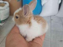 بچه خرگوش کوچولو در شیپور