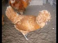 جوجه مرغ زینتی در شیپور-عکس کوچک