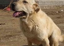سگ پژدر 11ماه نصل زوران فقه در شیپور-عکس کوچک