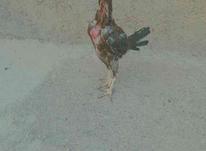 مرغ لاری ترک اصیل در شیپور-عکس کوچک